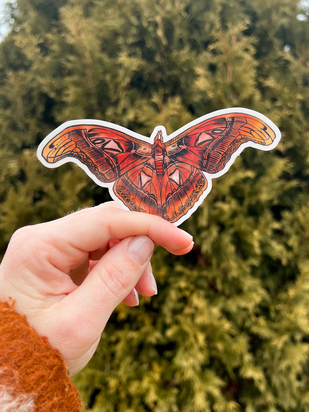 Atlas Moth Sticker