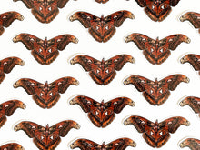 Load image into Gallery viewer, Atlas Moth Sticker
