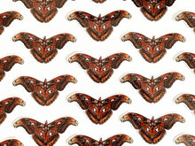 Load image into Gallery viewer, Atlas Moth Sticker